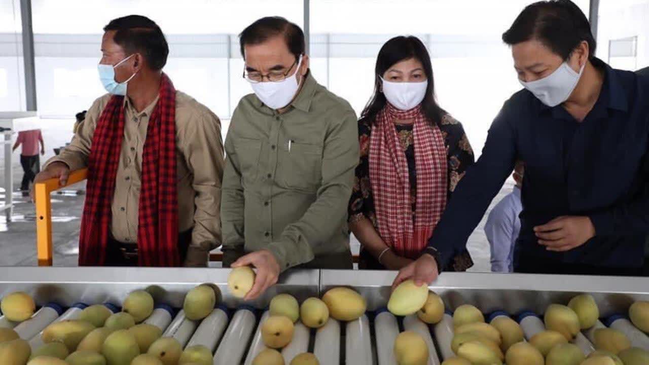 农业部长与实居省长视察4家芒果出口公司的进展 柬埔寨头条